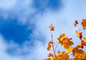 autumn-leaves-with-blue-sky-yellow-autumn-foliage-front-could-sky-bright-orange-leaves-fall-season-blank-space_39190-773